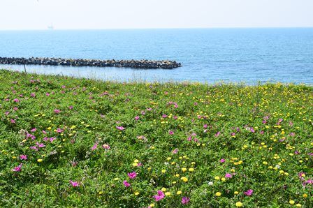 はまなすの丘 ハマナス 新潟の観光スポット 公式 新潟県のおすすめ観光 旅行情報 にいがた観光ナビ