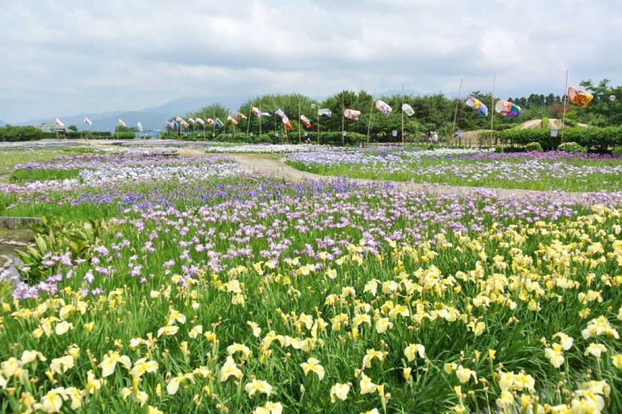 瓢湖あやめ園 新潟の観光スポット 公式 新潟県のおすすめ観光 旅行情報 にいがた観光ナビ