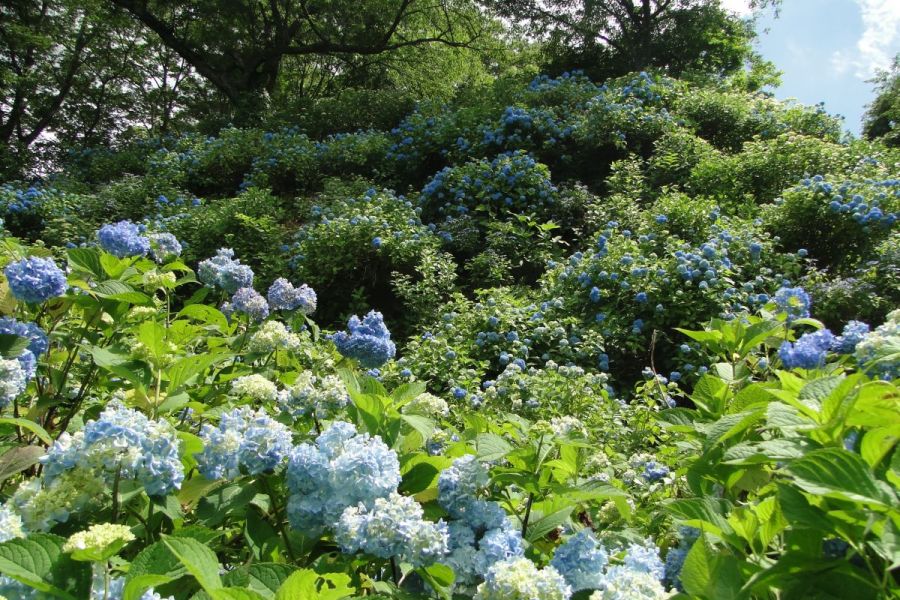 護摩堂山あじさい園 新潟の観光スポット 公式 新潟県のおすすめ観光 旅行情報 にいがた観光ナビ