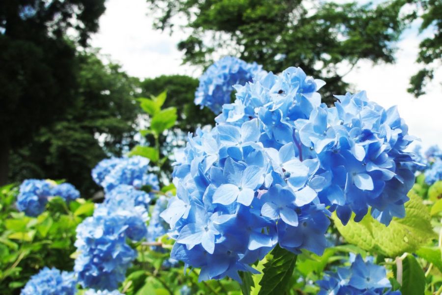 護摩堂山あじさい園 新潟の観光スポット 公式 新潟県のおすすめ観光 旅行情報 にいがた観光ナビ