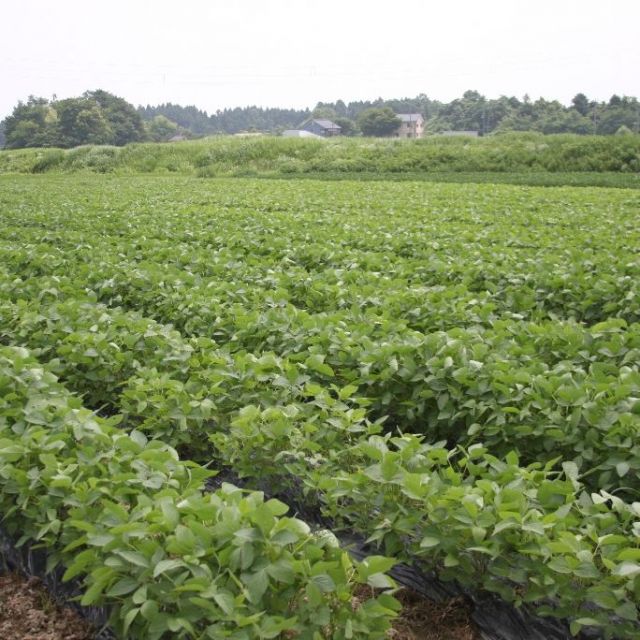 長岡野菜を楽しむ