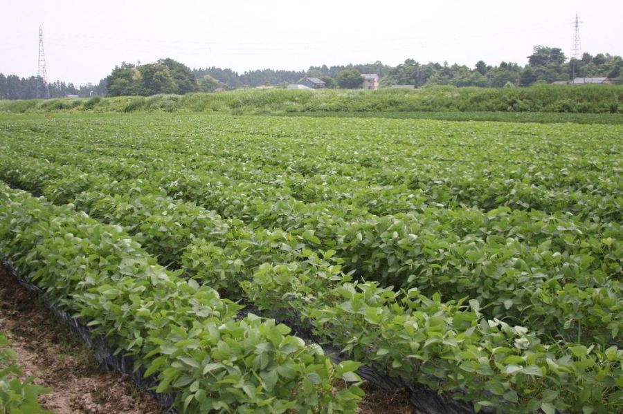 長岡野菜を楽しむ