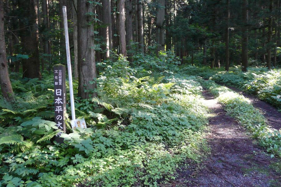 日本平山・谷沢登山口