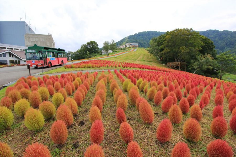 終了 コキア祭り 新潟のイベント 公式 新潟県のおすすめ観光 旅行情報 にいがた観光ナビ