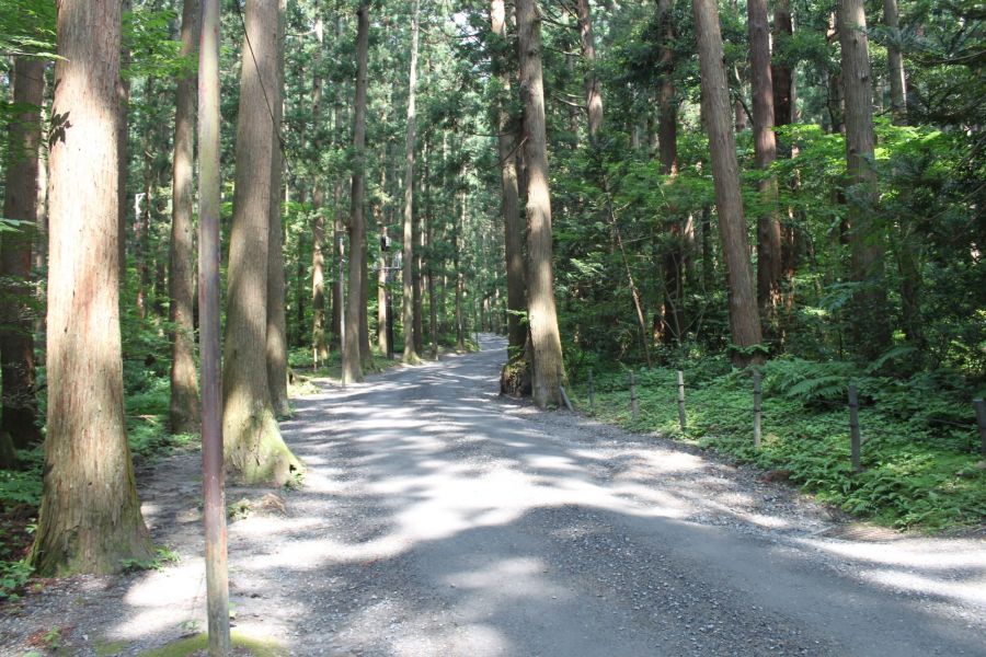 彌彦神社社叢