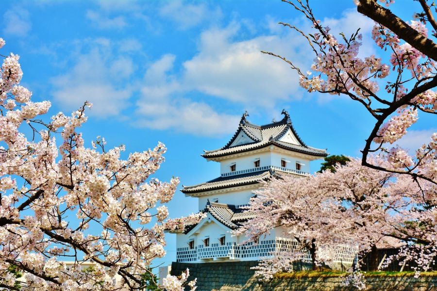 桜の名所、開花時期には多くの人が