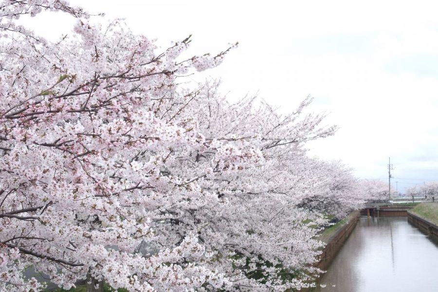 すご堀の桜並木 新潟の観光スポット 公式 新潟県のおすすめ観光 旅行情報 にいがた観光ナビ