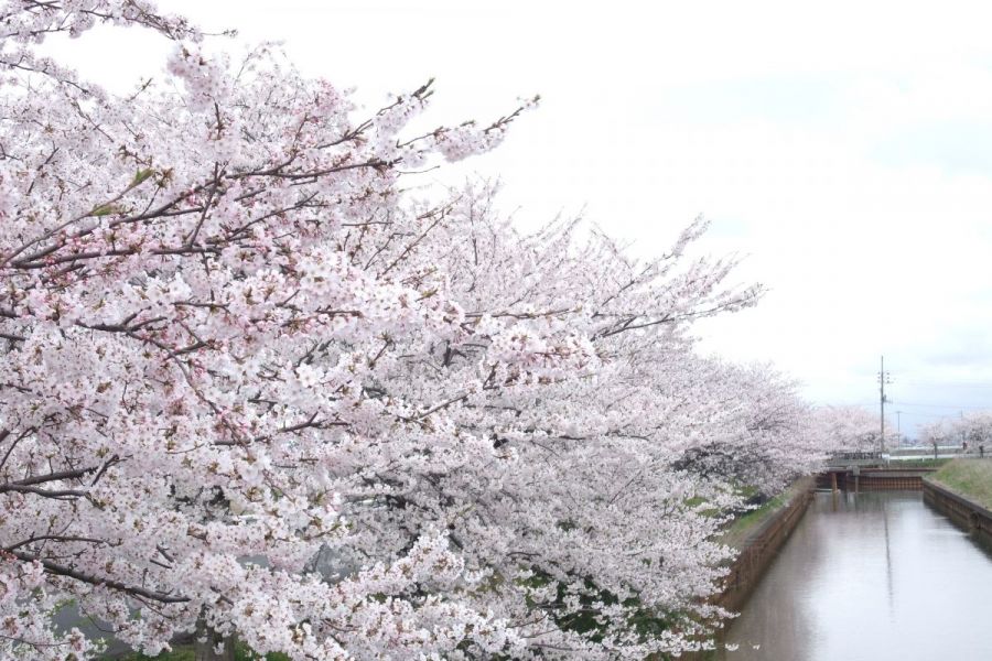 すご堀の桜並木