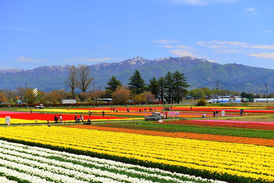 五泉市巣本 チューリップまつりは中止となりました 新潟の観光スポット 公式 新潟県のおすすめ観光 旅行情報 にいがた観光ナビ