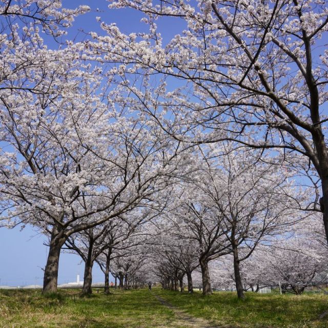 姫川桜づつみ
