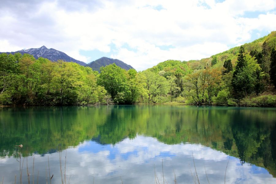 雨飾山麓しろ池の森