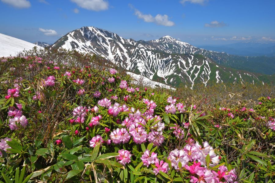 残雪とシャクナゲの花が生み出す絶景