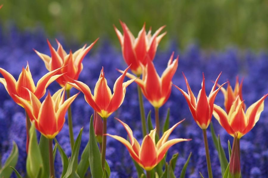 春の花めぐり 新潟の体験 公式 新潟県のおすすめ観光 旅行情報 にいがた観光ナビ