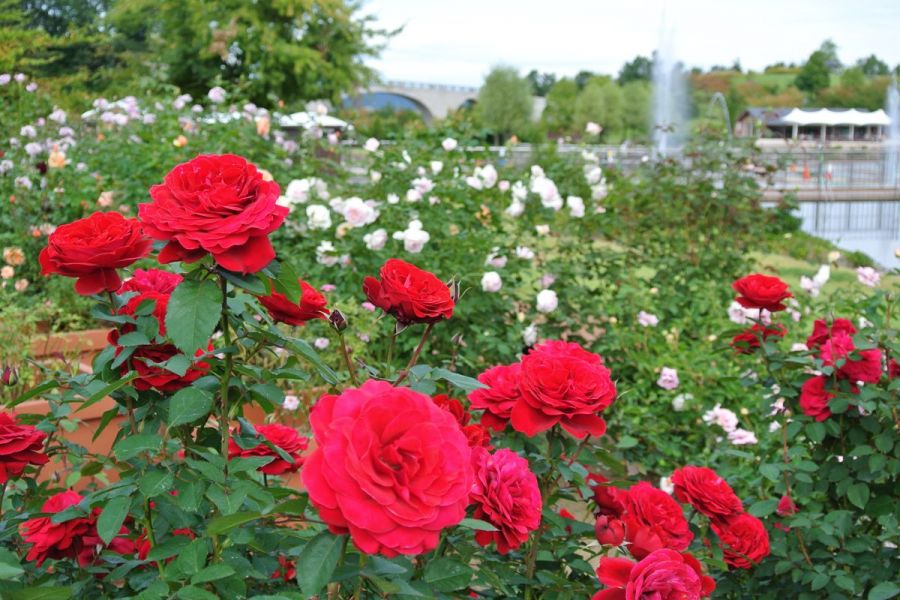 国営越後丘陵公園 香りのばら と越後の秋の花鑑賞ツアー 新潟の体験 公式 新潟県のおすすめ観光 旅行情報 にいがた観光ナビ