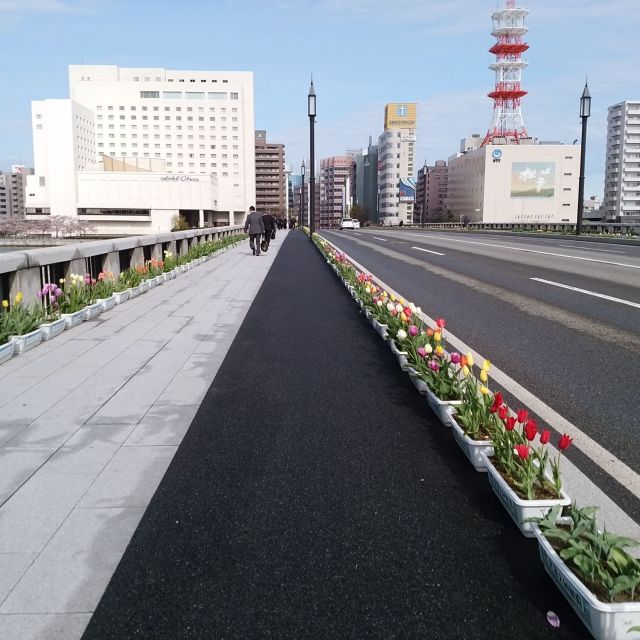 萬代橋チューリップフェスティバル