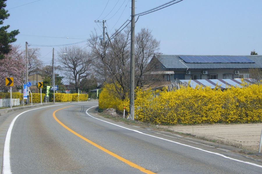 レンギョウ街道 レンギョウの名所 新潟の観光スポット 公式 新潟県のおすすめ観光 旅行情報 にいがた観光ナビ