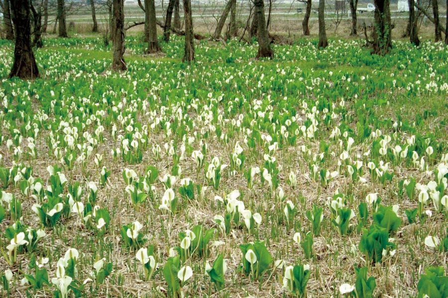 地本ミズバショウ（水芭蕉）｜新潟の観光スポット｜【公式】新潟県の ...