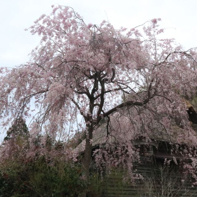 徳合 枝垂れ桜