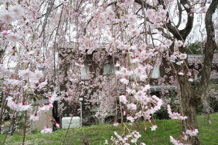 徳合 枝垂れ桜 新潟の観光スポット 公式 新潟県のおすすめ観光 旅行情報 にいがた観光ナビ