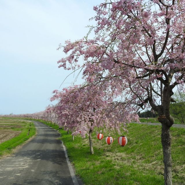 平牛しだれ桜