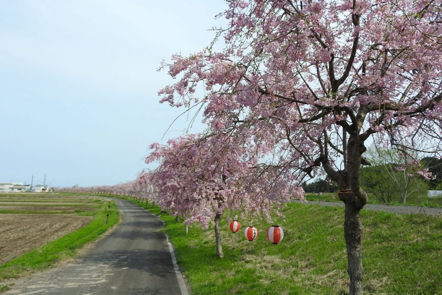 平牛しだれ桜