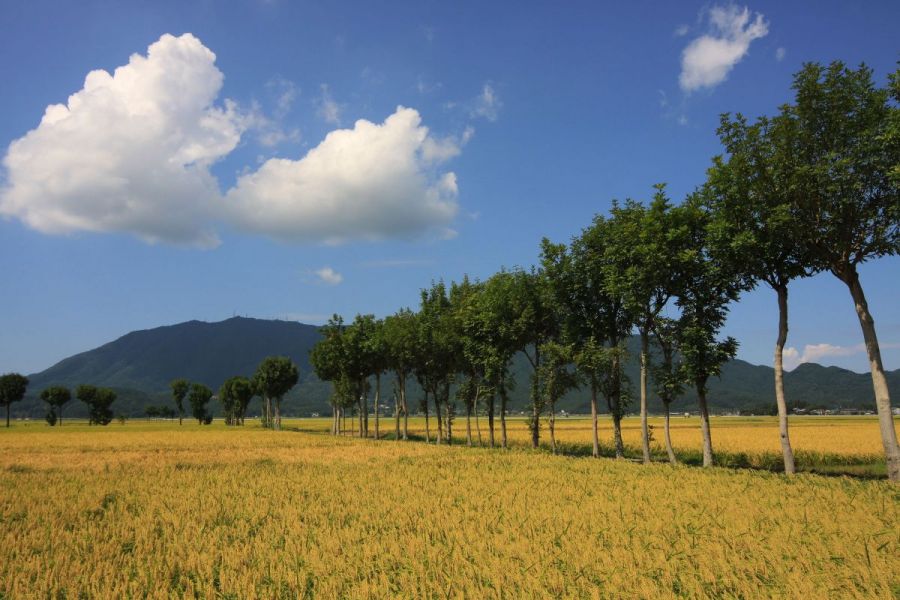 夏井のハザ木