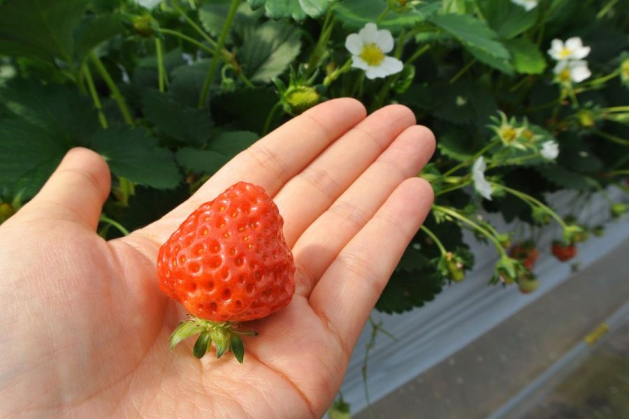 夢ファームあらかわいちご園 新潟の体験 公式 新潟県のおすすめ観光 旅行情報 にいがた観光ナビ