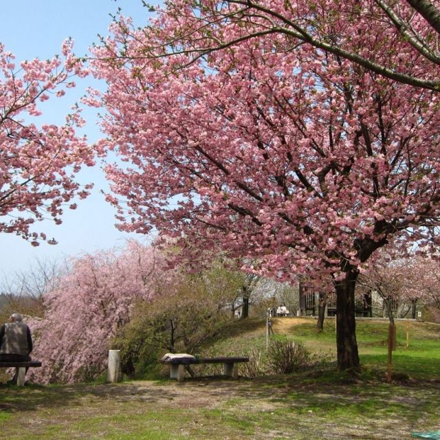 大峰山桜公園