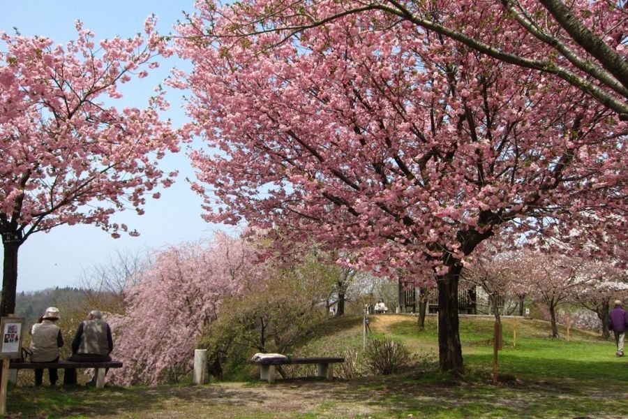 大峰山桜公園