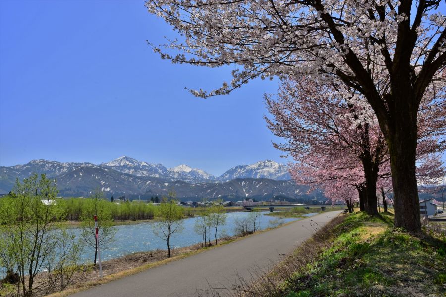 魚野川桜づつみ