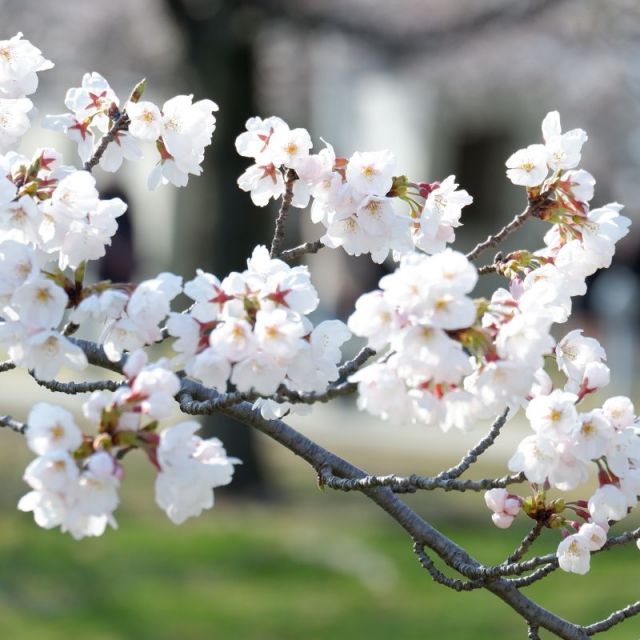 白山公園