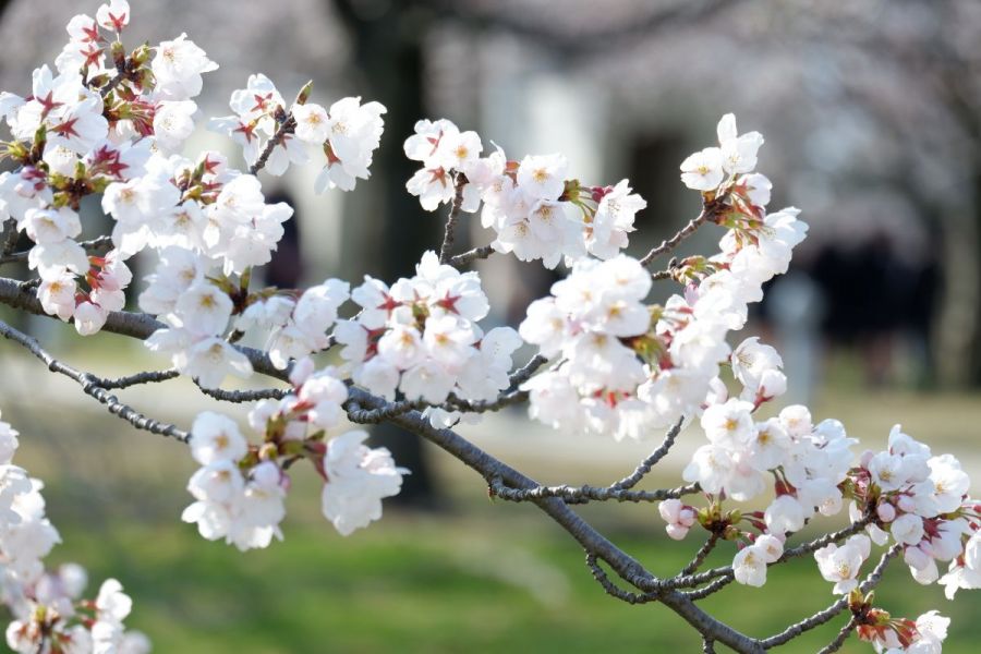 桜の季節には多くの人でにぎわいます。