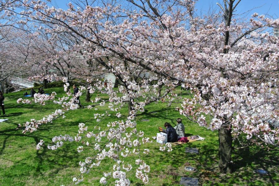 桜の季節には多くの人でにぎわいます。