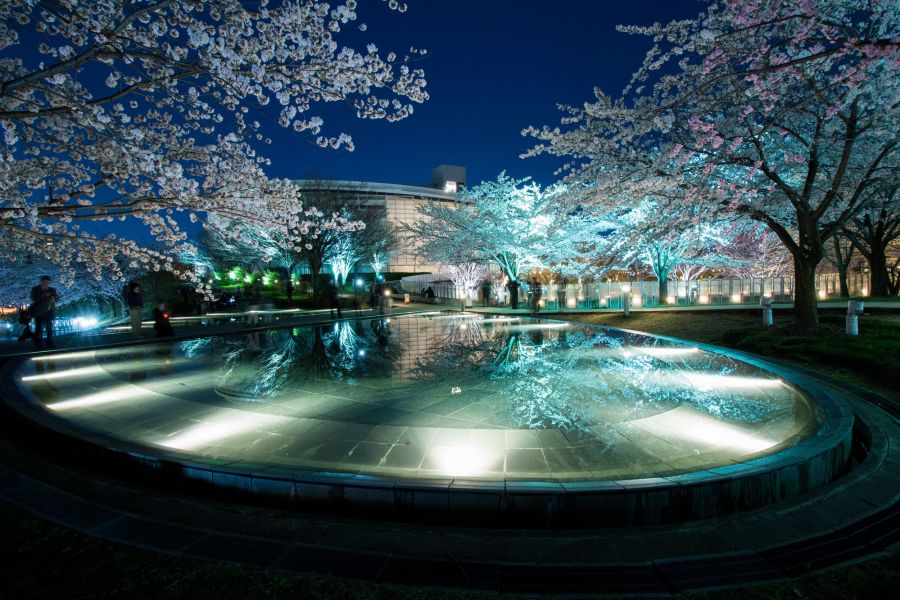 空中庭園の夜桜