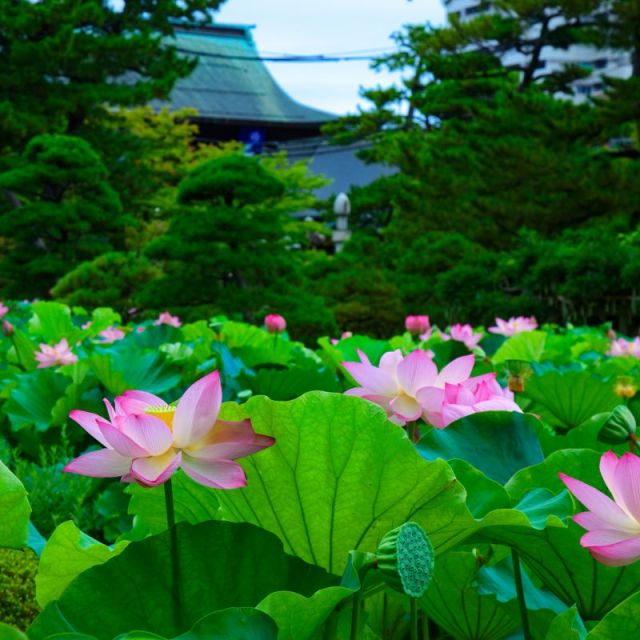 白山公園