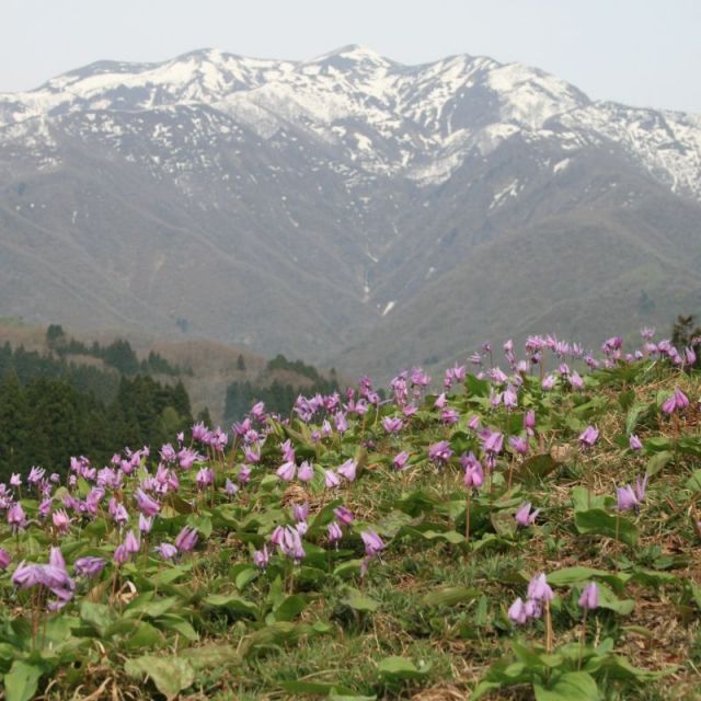 北五百川の棚田