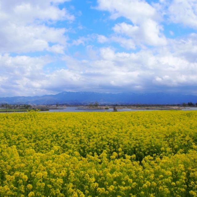 福島潟の菜の花