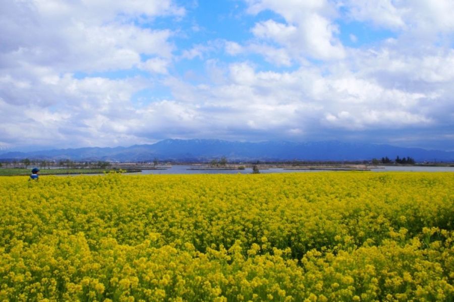 福島潟の菜の花｜新潟の観光スポット｜【公式】新潟県のおすすめ観光