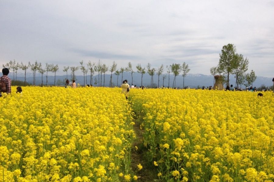 福島潟の菜の花 新潟の体験 公式 新潟県のおすすめ観光 旅行情報 にいがた観光ナビ