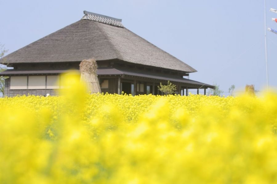 福島潟の菜の花 新潟の観光スポット 公式 新潟県のおすすめ観光 旅行情報 にいがた観光ナビ