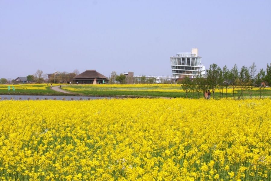 福島潟の菜の花 新潟の観光スポット 公式 新潟県のおすすめ観光 旅行情報 にいがた観光ナビ