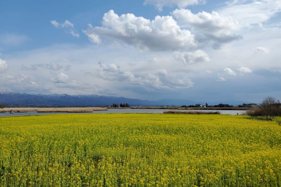 4月頃葉の花畑