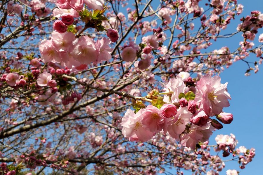 八重桜