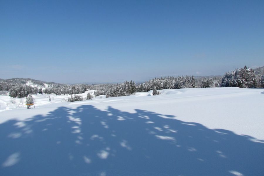 雪原