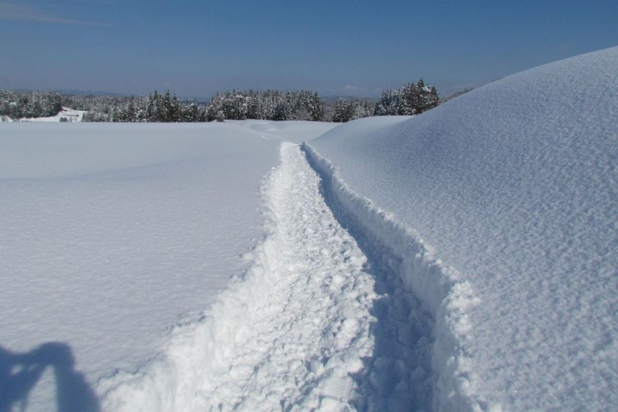 雪原