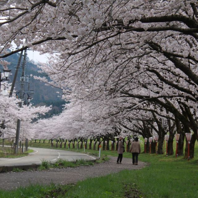 高瀬の桜並木　（見頃：例年4月初旬）