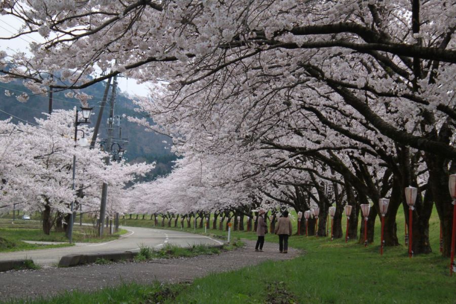 高瀬の桜並木　（見頃：例年4月初旬）