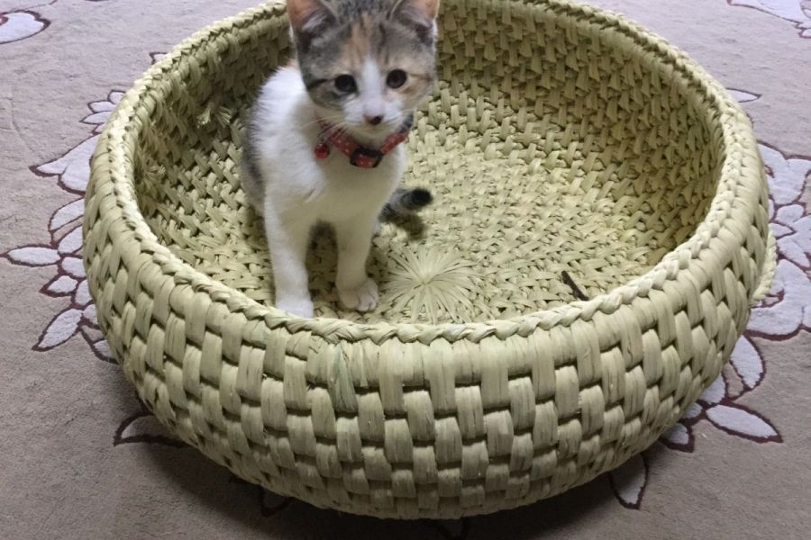 関川村  犬ちぐら 猫ちぐら　特大