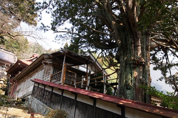 長谷の高野マキ