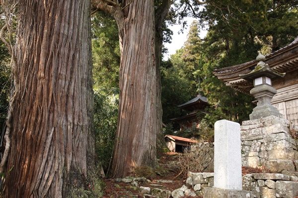 長谷の三本杉